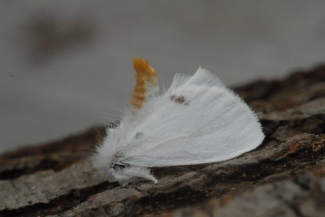 Euproctis similis, de Donsvlinder, soort van bossen, parken en tuinen